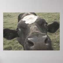 Vache folle poster