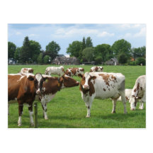 Vaches laitières vous regardant carte postale