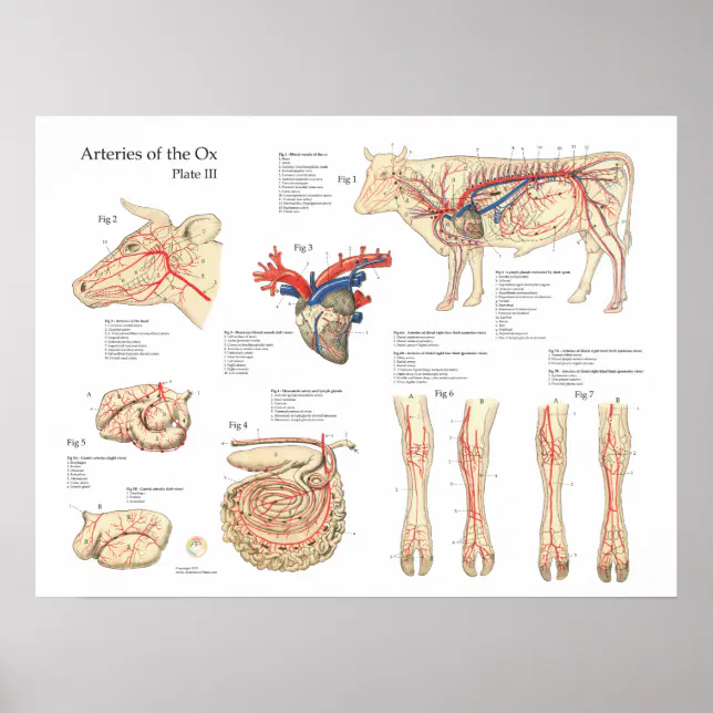 Vaisseaux De Sang De Vache Bovine Anatomie Poster Zazzle Be