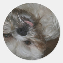 van de het puppyhond van shitzu de schattige leuke sticker