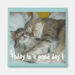 Vandaag is een goede dag! De Magneet van katten