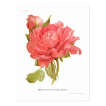 Variété moutan Reine Elizabeth de Paeonia Carte Postale