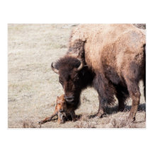 Veau de bison carte postale
