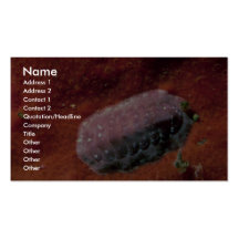 Veranderlijke chiton (maorianus Ischnochiton) Shel Visitekaartjes Sjabloon