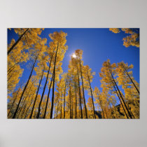Verger d'Aspen en automne dans la chaîne de San Ju Posters