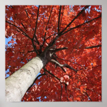 Vers le haut d'un arbre affiches