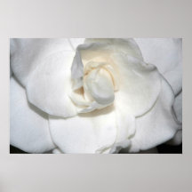 Version B d'impression de toile de gardénia Posters