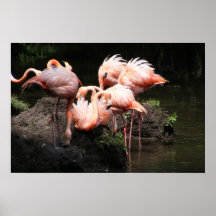 verstoorde veren poster