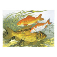 Vie marine marine vintage, poisson rouge aquatique invitation personnalisable
