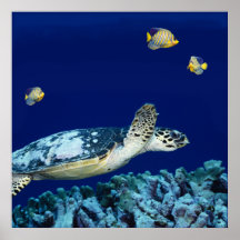 Vie marine - tortue de mer affiches