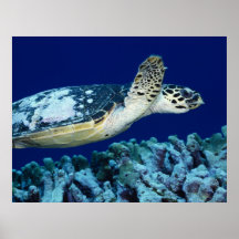 Vie marine - tortue de mer posters