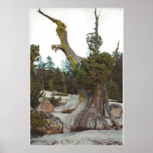 Vieil arbre posters