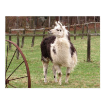 Vieille carte postale de ~ de lama
