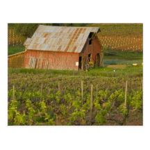 Vieille grange rouge au bord du vignoble Zinfandel Carte Postale
