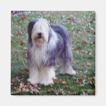 Vieux chien de berger anglais magnets