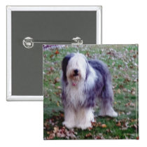 Vieux chien de berger anglais badges publicitaires