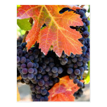 Vigne sèche de crique carte postale