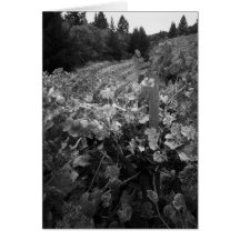 Vignoble et collines, Draper Vineyard, 1966 Cartes De Vœux
