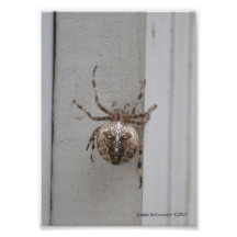 ville du l'Arachnide-Concepteur 5X7 ! Photos Sur Toile