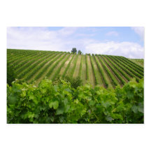 Vineyard - Vignoble (Bordeaux - France) 02 Cartes De Visite Personnelles