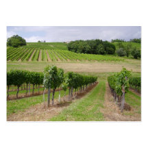 Vineyard - Vignoble (Bordeaux - France) 03 Cartes De Visite Personnelles