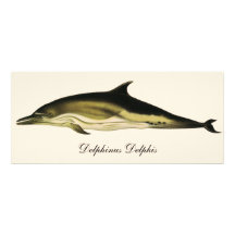 Vintage Dolfijn; Delphinus Delphis Aankondiging