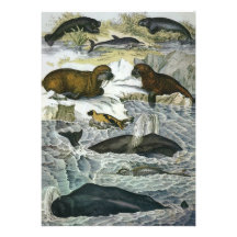 Vintage Mariene Zoogdieren; Walvissen, Walruses en Gepersonaliseerde Uitnodigingen