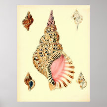 Vintage Shells van het Zee Posters