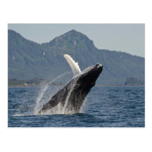 violation de la baleine carte postale