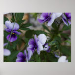 Viooltjes Print