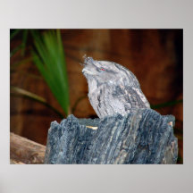 Visage de grenouille poster
