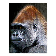 Visage grunge de plan rapproché de gorille de plai carte postale