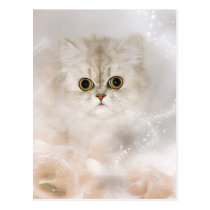 Visage persan de chaton cartes postales
