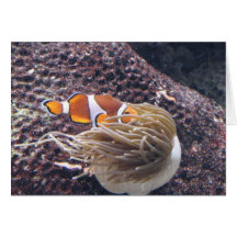 Vissen 2 van de Clown van het aquarium Wenskaarten