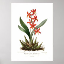 Vitellinum d'Epidendrum Poster