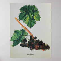 Vitis vinifera de dessin antique posters