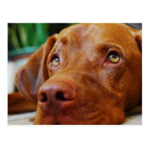 VIZSLA - carte postale