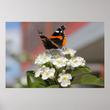 Vlinder 4 posters