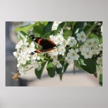 Vlinder en Bij Plaat