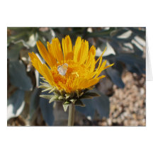 Vlinder op de Bloem van de Zonnestraal Kaart