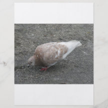 Voedende Duif Persoonlijke Folder