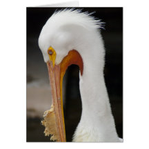 Vogel 2 wenskaarten