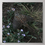 Vogel Print