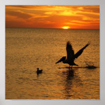 vogels plaat