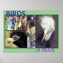 VOGELS van het Poster van Brazilië