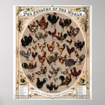 "Volaille Vintage~1868 du monde " Posters