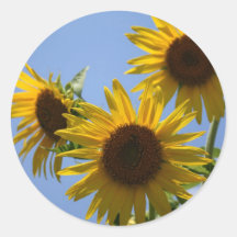Voyage de tournesol, S Cyr Adhésif