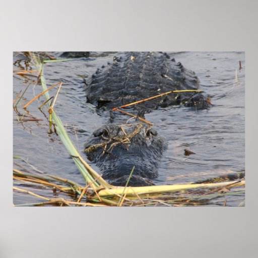 Voyez-vous un plus défunt alligator posters