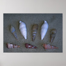 Vreedzame shells Shell Afdruk