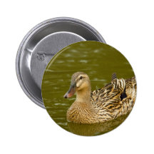 Vrouwelijke Wilde eend Speldbutton